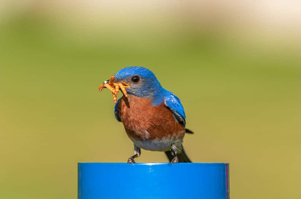 Un maschio di uccello azzurro orientale (Sialia sialis) raccoglie i vermi della farina, da un alimentatore, per i suoi piccoli.