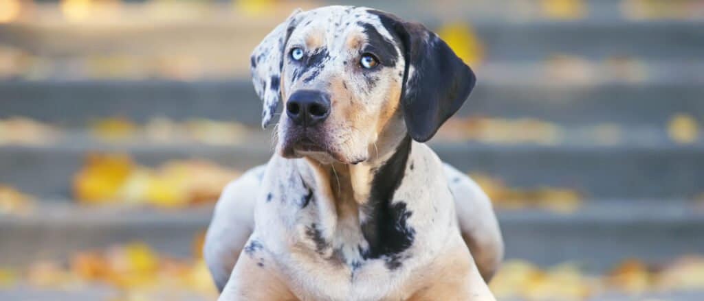 Leopardo Catahoula che giace in foglie sui gradini