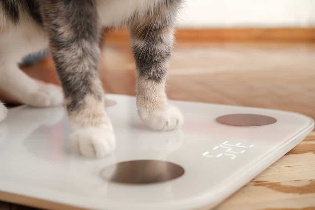 Le zampe di gatto poggiano su bilance intelligenti che effettuano analisi di impedenza bioelettrica, BIA e misurazione del grasso corporeo.  Animali domestici curiosi.