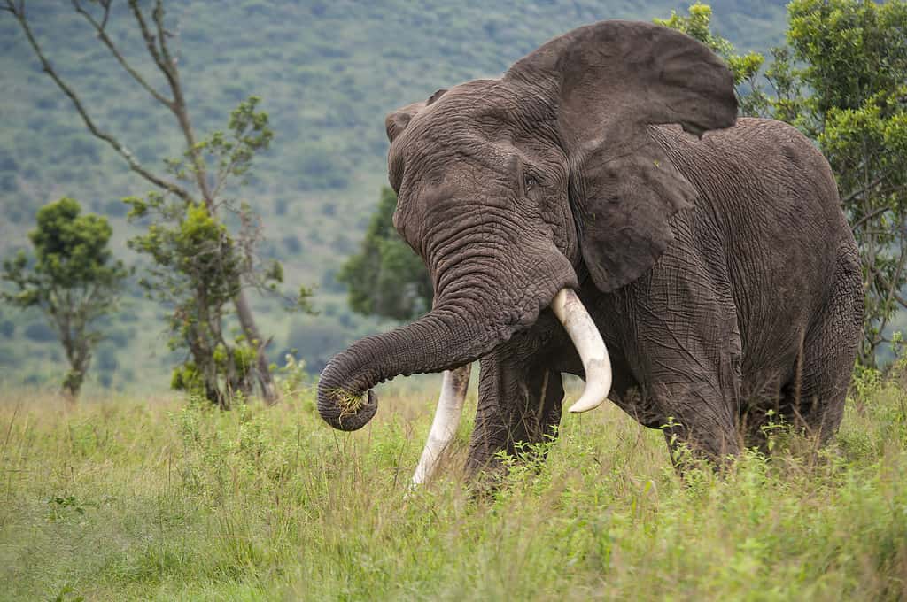 Inseguendo l'elefante nel Masai Mara