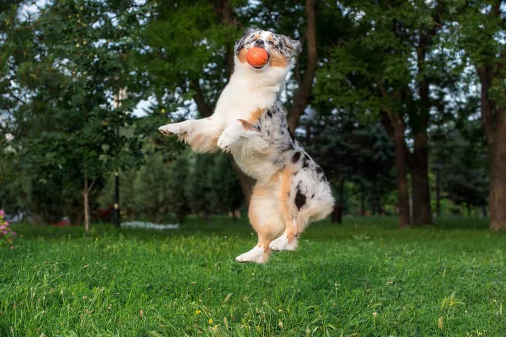 Il cane da pastore australiano gioca con una palla arancione nell'aria in estate
