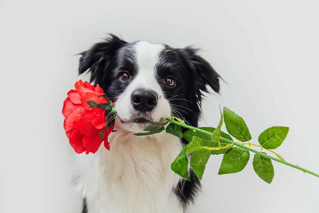 Concetto di San Valentino.  Ritratto divertente simpatico cucciolo di cane border collie che tiene il fiore di rosa rossa in bocca isolato su sfondo bianco.  Un adorabile cane innamorato fa un regalo il giorno di San Valentino