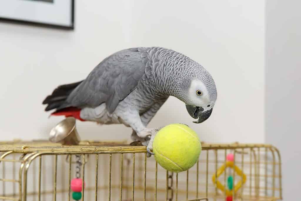 Il pappagallo grigio africano seduto sulla gabbia giocava a tennis con la palla