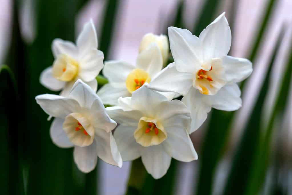 Narciso bianco Paperwhite Ziva (Narcissus poeticus) in giardino