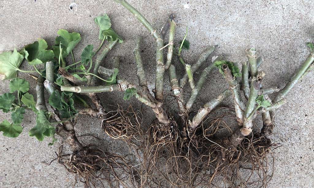 Fotografia di radici nude su piante di geranio per lo svernamento.