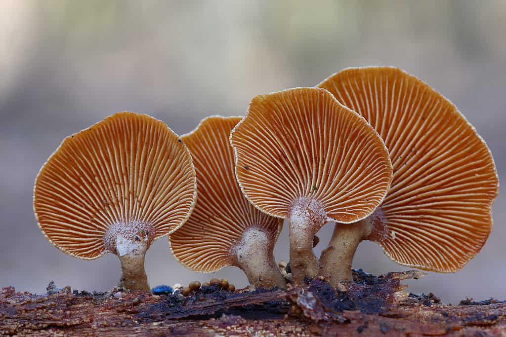 funghi selvatici sul legno morto