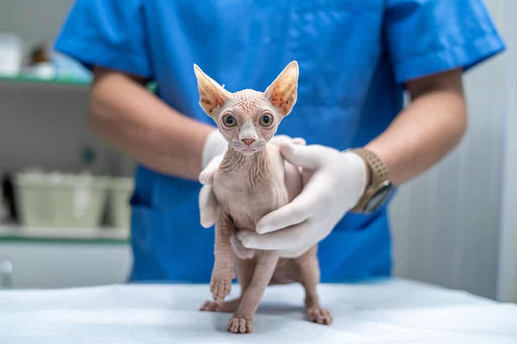 veterinario che esamina il gatto sfinge sul tavolo in clinica