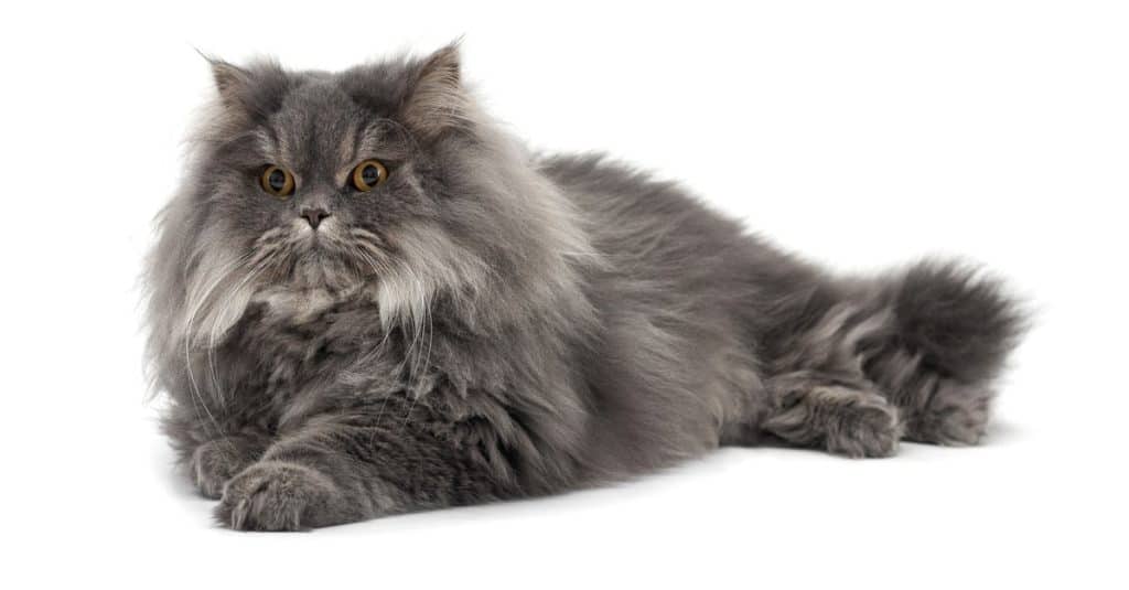 Immagine isolata di un gatto persiano sdraiato