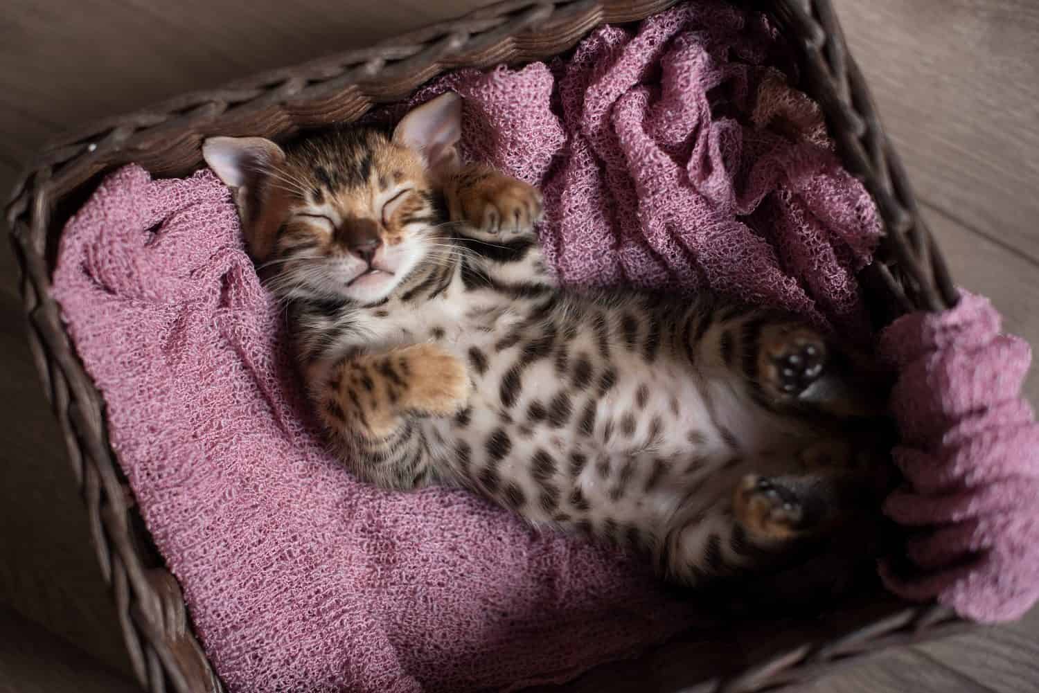 Il simpatico gattino del Bengala dorme in un cesto di vimini sulla schiena con le zampe alzate