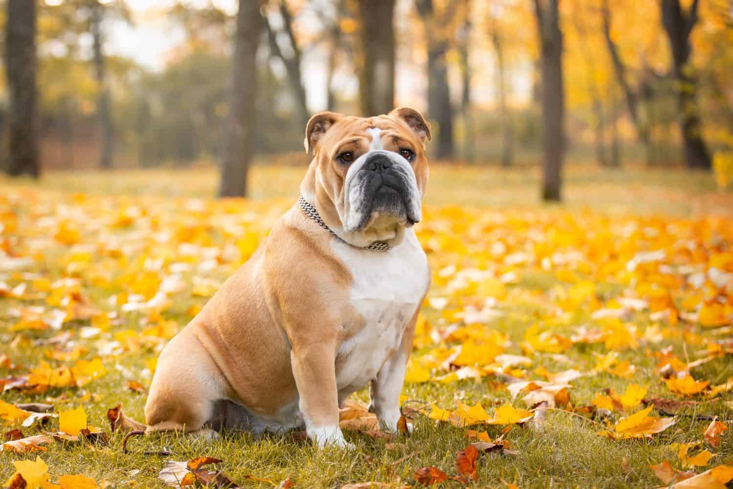 Adorabile bulldog inglese posa in autunno nel parco