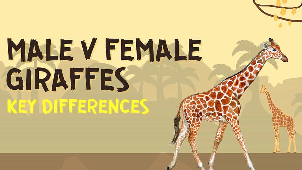 Giraffe maschi e femmine: # Differenze chiave