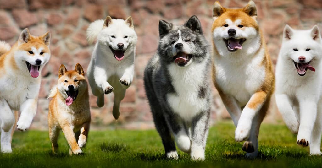 Akita, Shiba Inu e Hokkaido corrono insieme