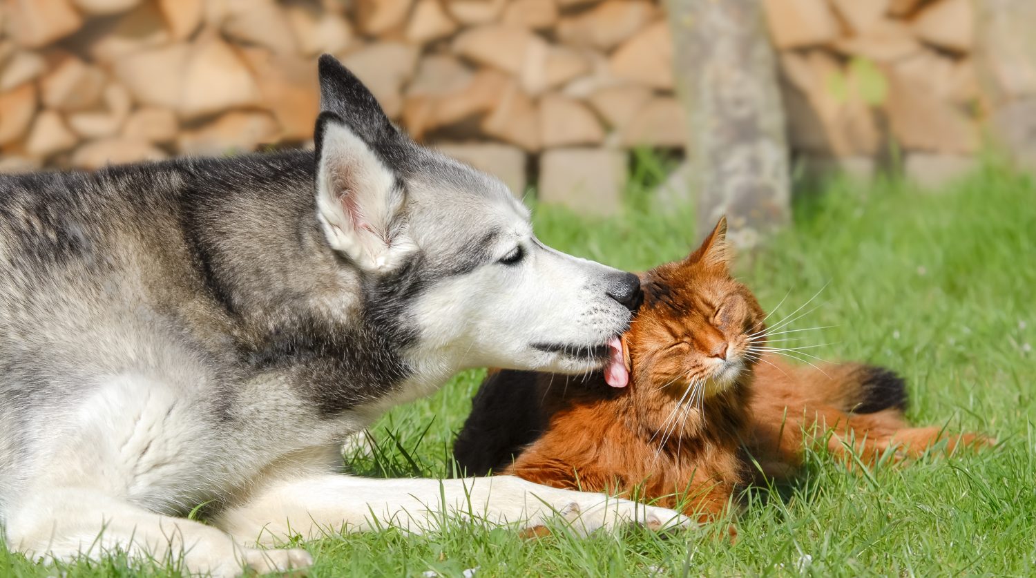Cane Siberian Husky che lecca il gatto somalo, giacciono insieme fianco a fianco a pulirsi affettuosamente in un prato di erba verde in un giardino, una stretta amicizia tra il cane e il gattino