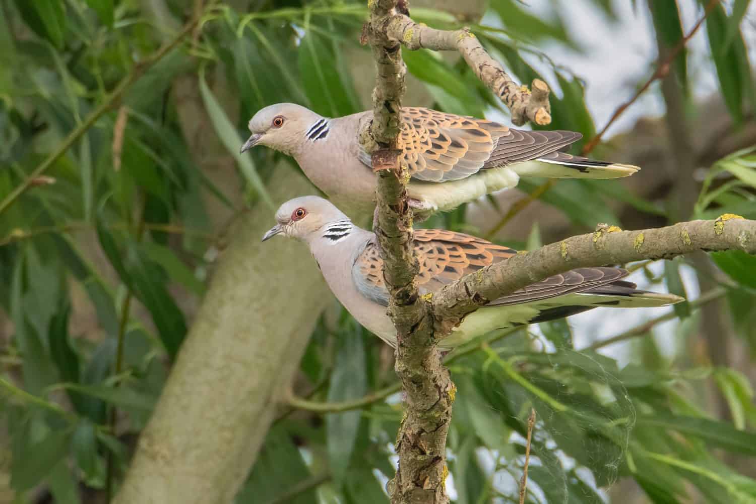 Una coppia di tortore europee che si appollaiano su un albero.  La tortora europea (Streptopelia turtur) è un membro della famiglia degli uccelli Columbidae, le colombe e i piccioni.