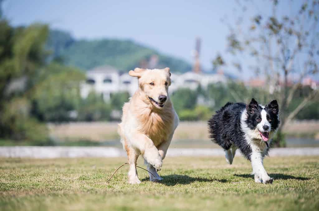 Golden retriever che gioca sull'erba