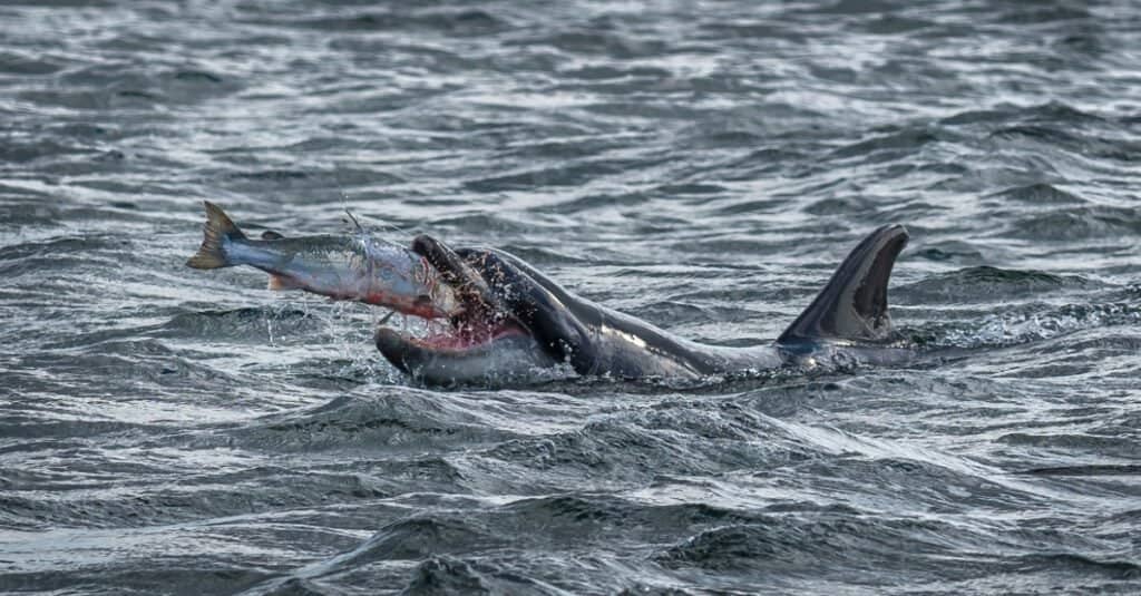 delfino tursiope che cattura cibo