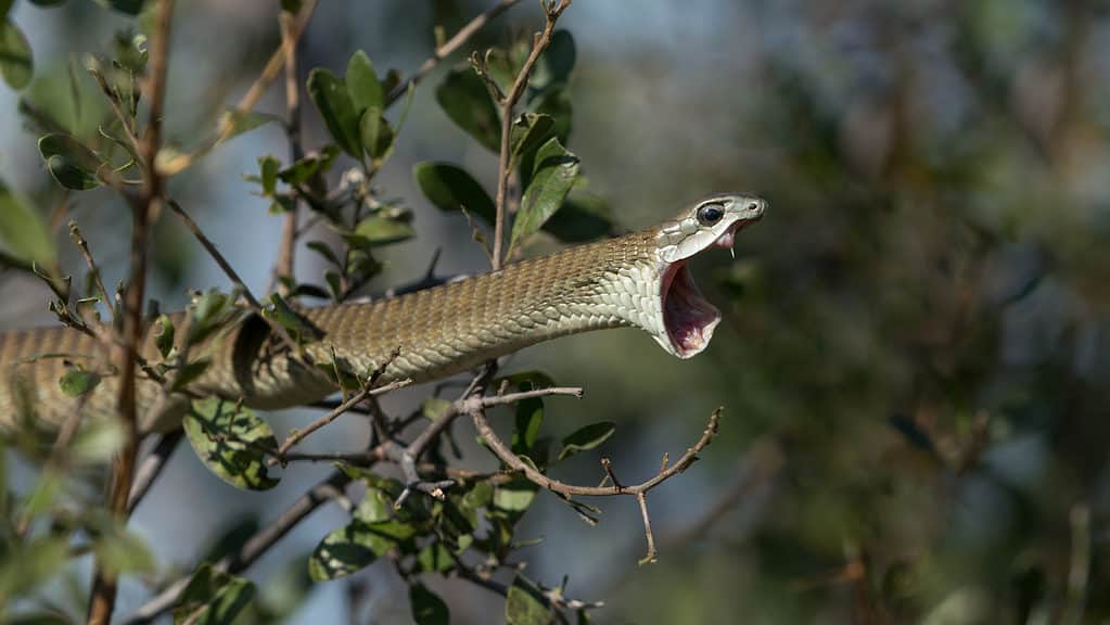 Il boomslang femminile mostra le sue zanne mentre pende dai rami degli alberi