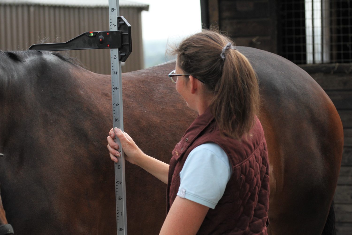 L'altezza dei cavalli viene misurata con un metro equestre.  Equino  