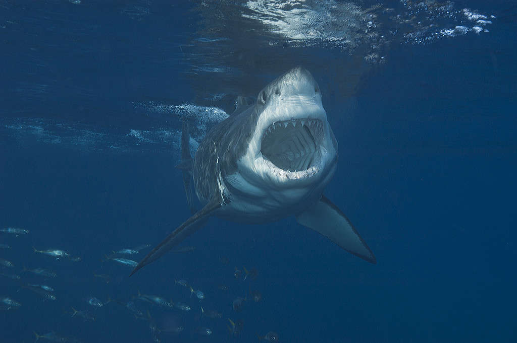 Grande squalo bianco sull'attacco che mostra la bocca spalancata.