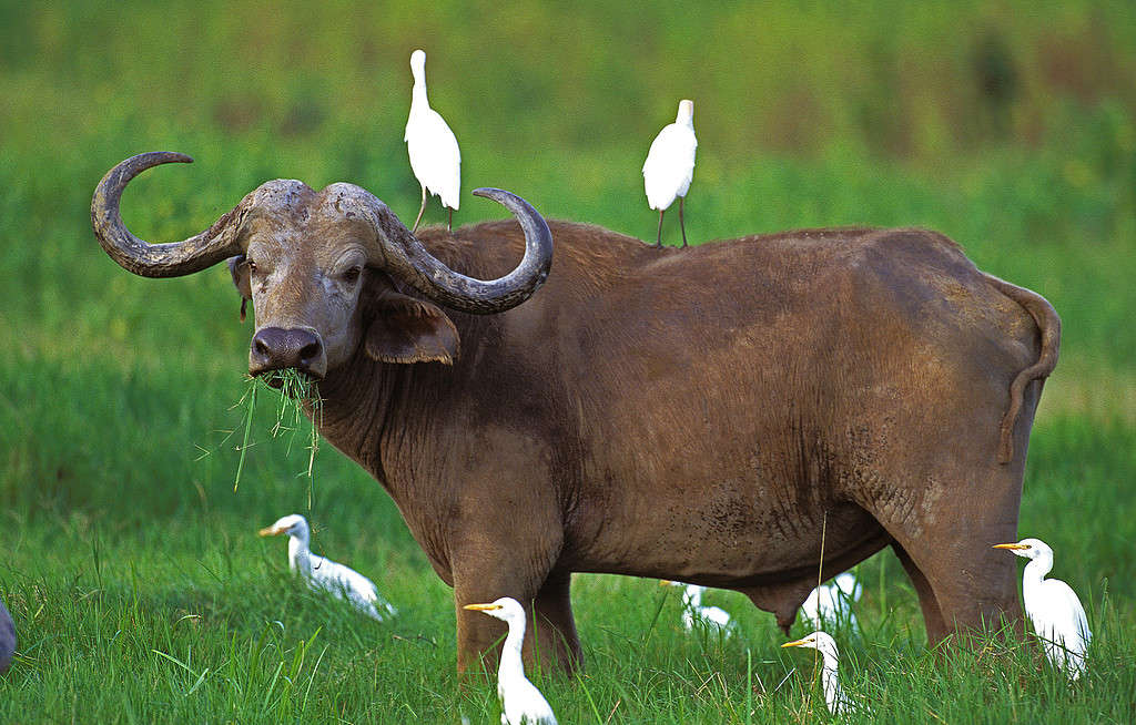 Bufalo africano, syncerus caffer, con airone guardabuoi, bubulcus ibis, Parco Masai Mara in Kenya