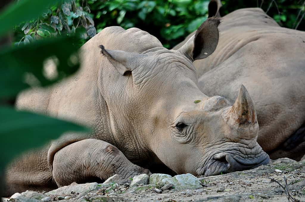 Il rinoceronte di Sumatra trovato in Malesia è uno dei mammiferi più a rischio di estinzione in Malesia