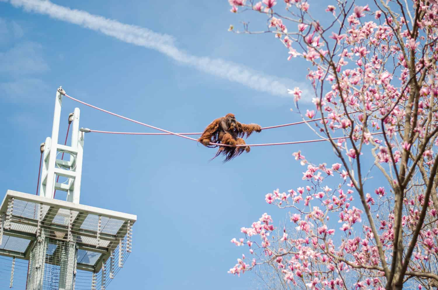 una scimmia sulla corda.  Parco zoologico nazionale Smithsonian.  Orangutan