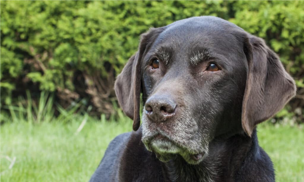 Victor Senior Cibo per cani di peso sano