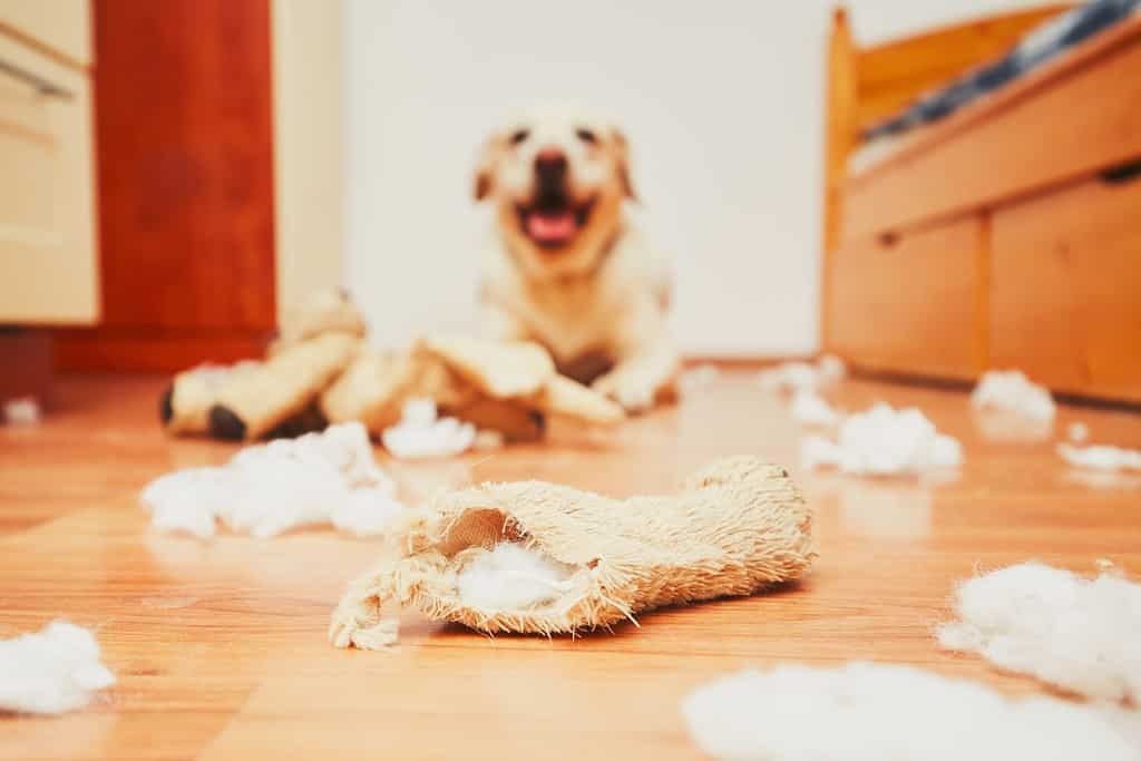 Cane dispettoso a casa da solo: il labrador retriever giallo ha distrutto il peluche e ha fatto un disastro nell'appartamento
