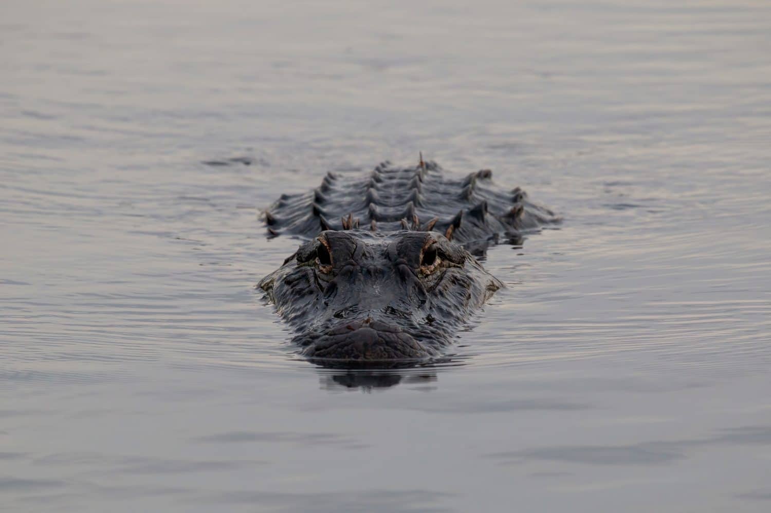 Alligatore americano, Alligator mississippiensis, adulti e giovani 