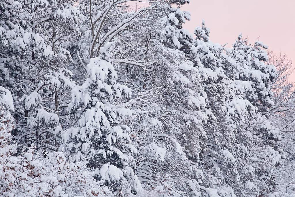 Paesaggio invernale all'alba della foresta innevata, Allegan State Game Area, Michigan, Stati Uniti