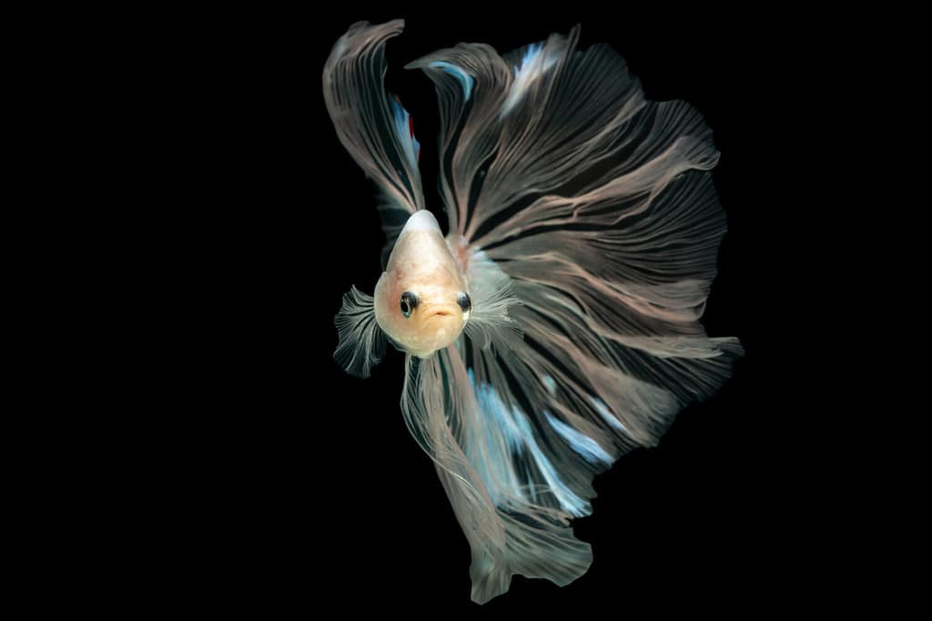 Esotico movimento ritmico movimento lusso bella mezza luna coda lunga Betta, pesce combattente siamese Betta splendens, aggressivo, (pesce che morde), animali acquatici, pesci popolari isolati su sfondo nero