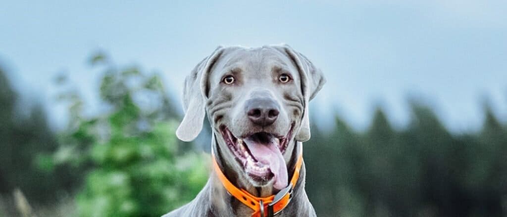 Weimaraner