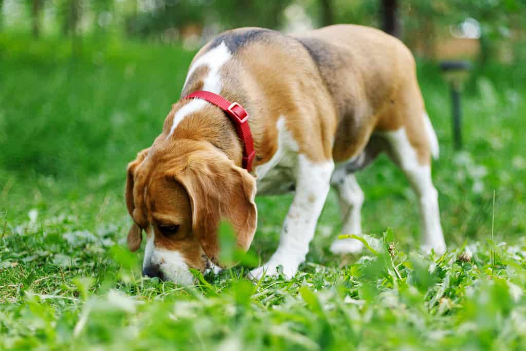 Il vecchio cane da caccia fiuta l'erba, camminando beagle.