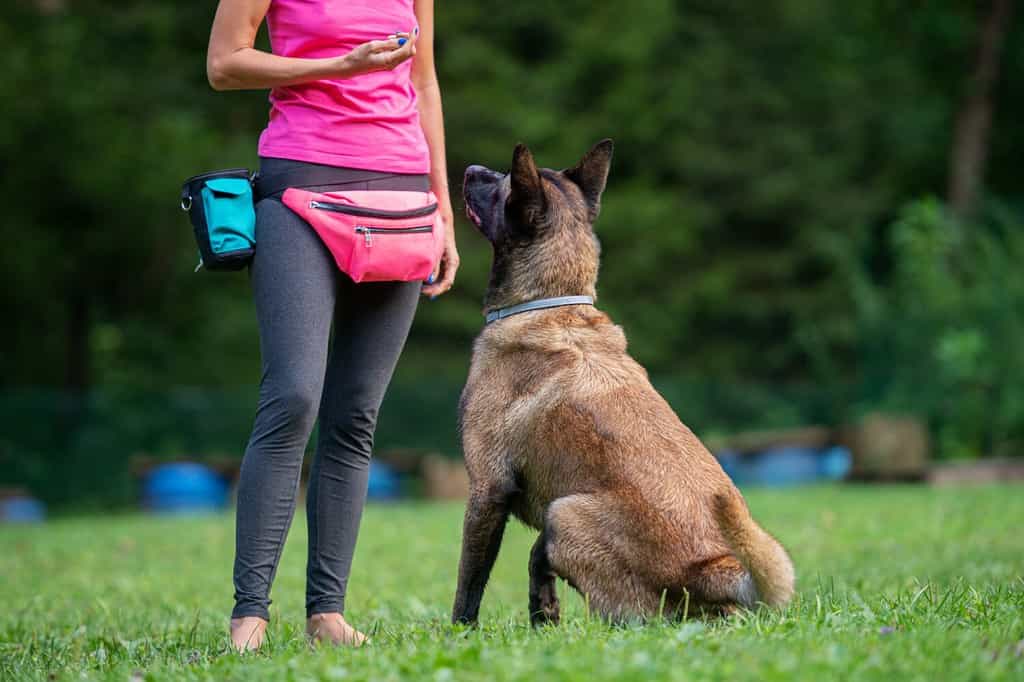 Addestratore di cani con un malinois belga seduto di fronte a lei che la guarda e la ascolta attentamente.