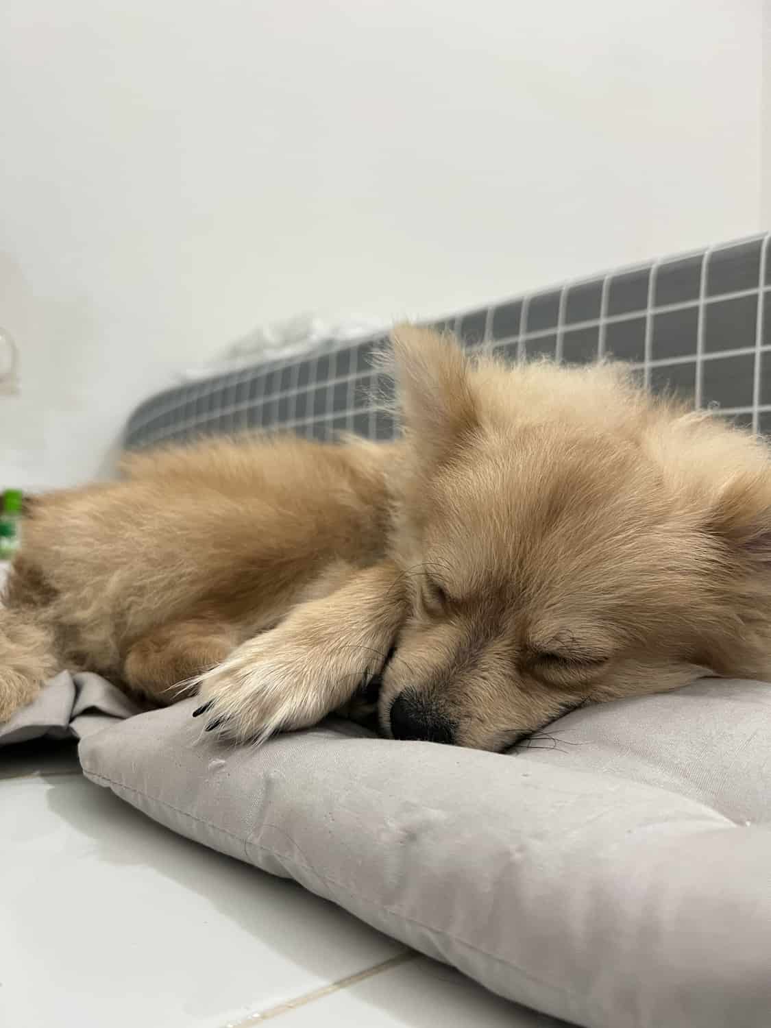 Simpatico cane o cucciolo di Pomerania con la faccia di volpe marrone che dorme sul tappetino o sul materasso o sul letto