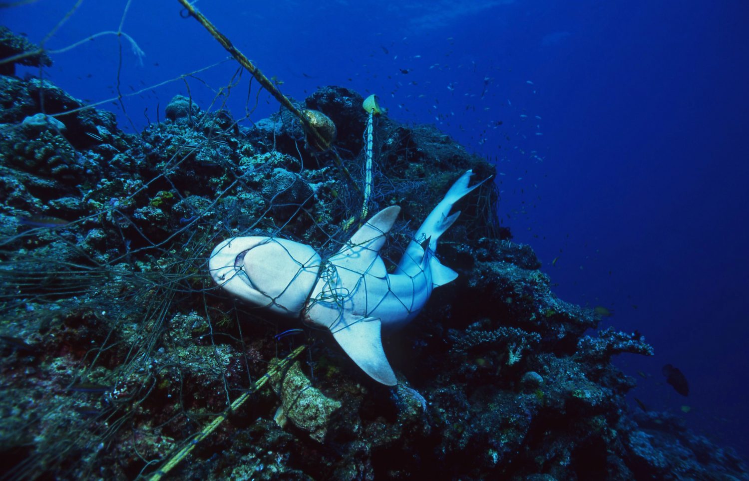 Squalo morto in una rete da pesca strangolato a morte / Distruzione ambientale dell'oceano / Protezione marina