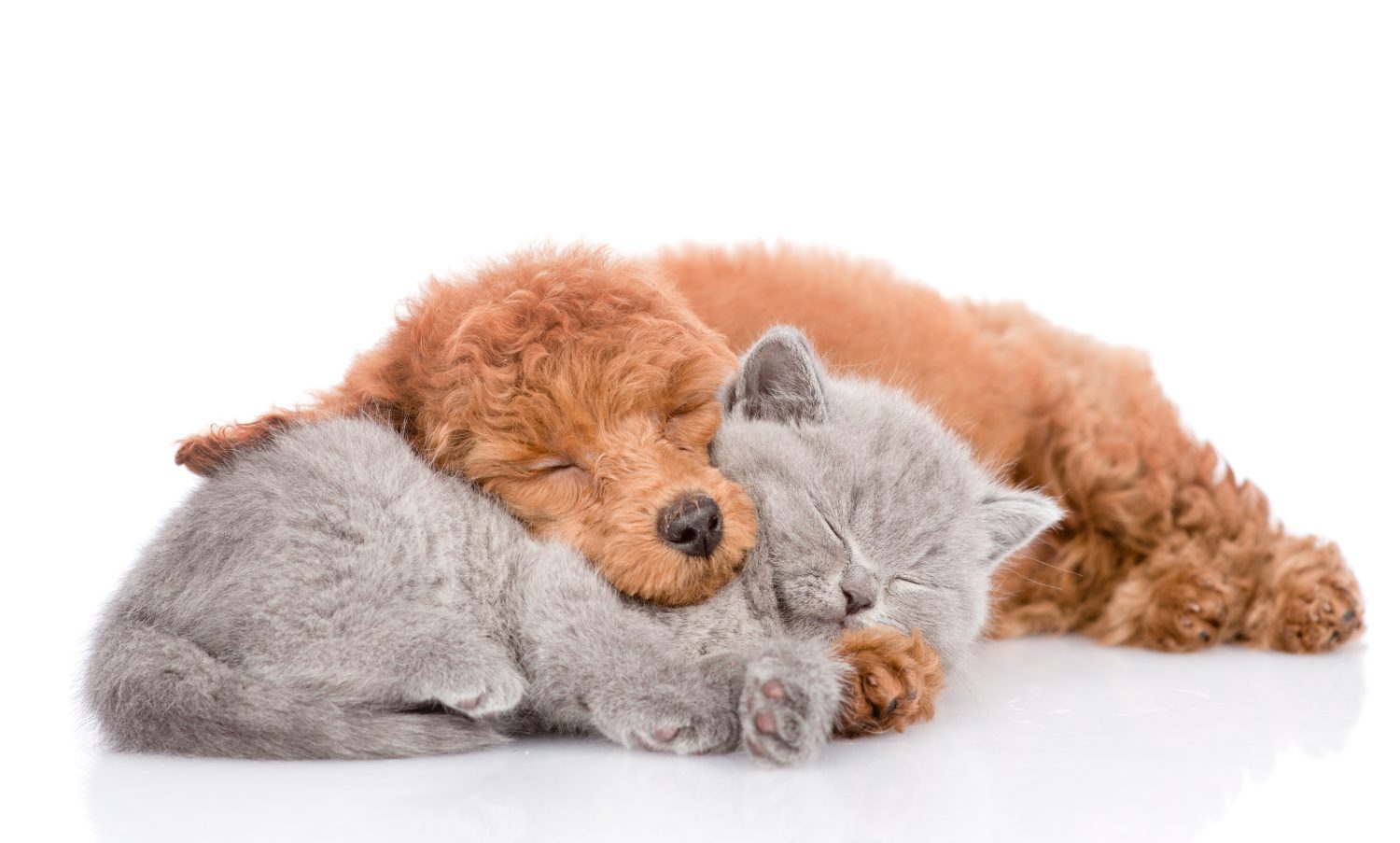 Cucciolo di barboncino e gattino che dormono insieme.  isolato su sfondo bianco