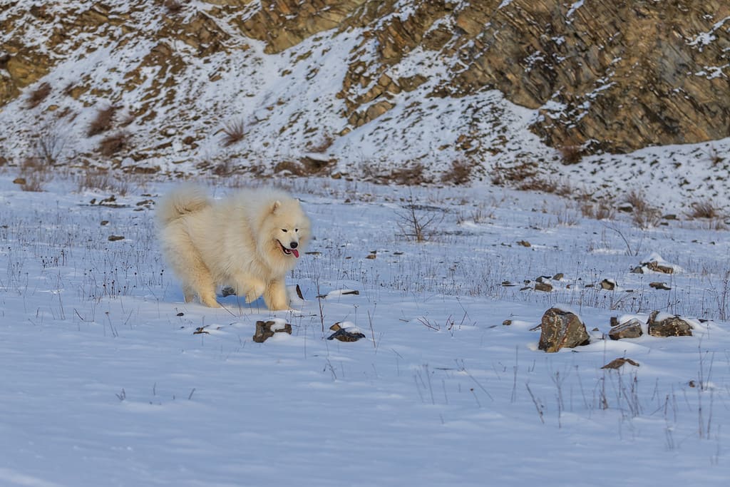 Samoiedo - Samoiedo, bellissimo cane bianco siberiano di razza.  Il cane si trova su un sentiero innevato vicino ai cespugli e ha la lingua fuori