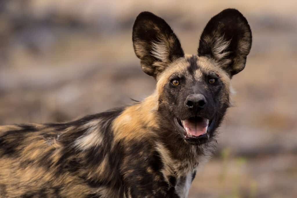 Immagine ravvicinata di un cane selvatico africano