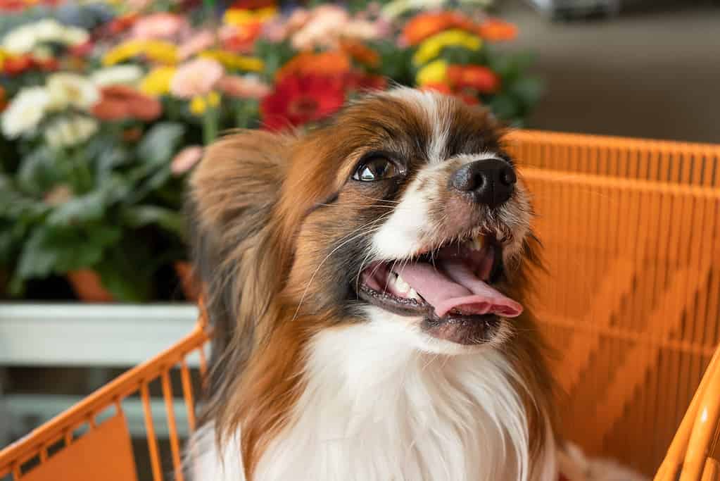 un Happy Dog Papillon di razza pura seduto in un carrello della spesa sul negozio di fiori sfocati sullo sfondo.  messa a fuoco selettiva