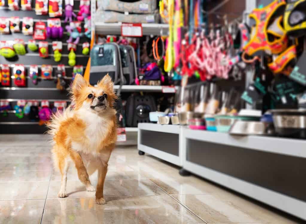 Ritratto di un cagnolino di bellezza vicino a diverse varianti di prodotti per animali nel negozio di animali