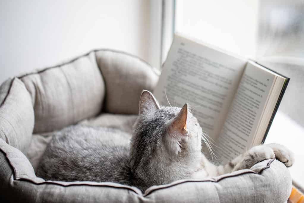 Il gatto legge un libro sul davanzale di una finestra