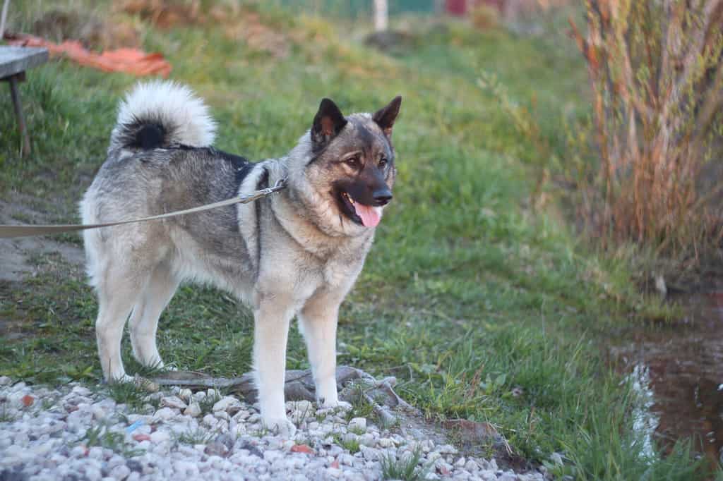 Cane Elkhound grigio norvegese durante una passeggiata