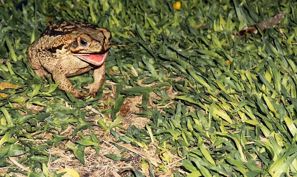 Caccia al rospo - Bocca aperta.  Duttaphrynus melanostictus è chiamato rospo comune asiatico, rospo asiatico dalla spina nera, dagli occhiali neri, rospo comune asiatico, rospo giavanese.  Nel giardino sull'erba brasiliana.  Notte.