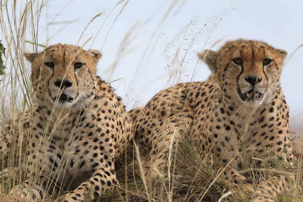 Il ghepardo è l'animale terrestre più veloce.  È diurno e gregario.  I maschi difenderanno i loro territori per massimizzare il contatto con le femmine.  Le femmine vivranno in un territorio non custodito e sono solitarie.