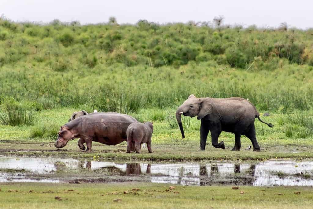 elefante che scherza con gli ippopotami nel parco nazionale di Amboseli in Kenya