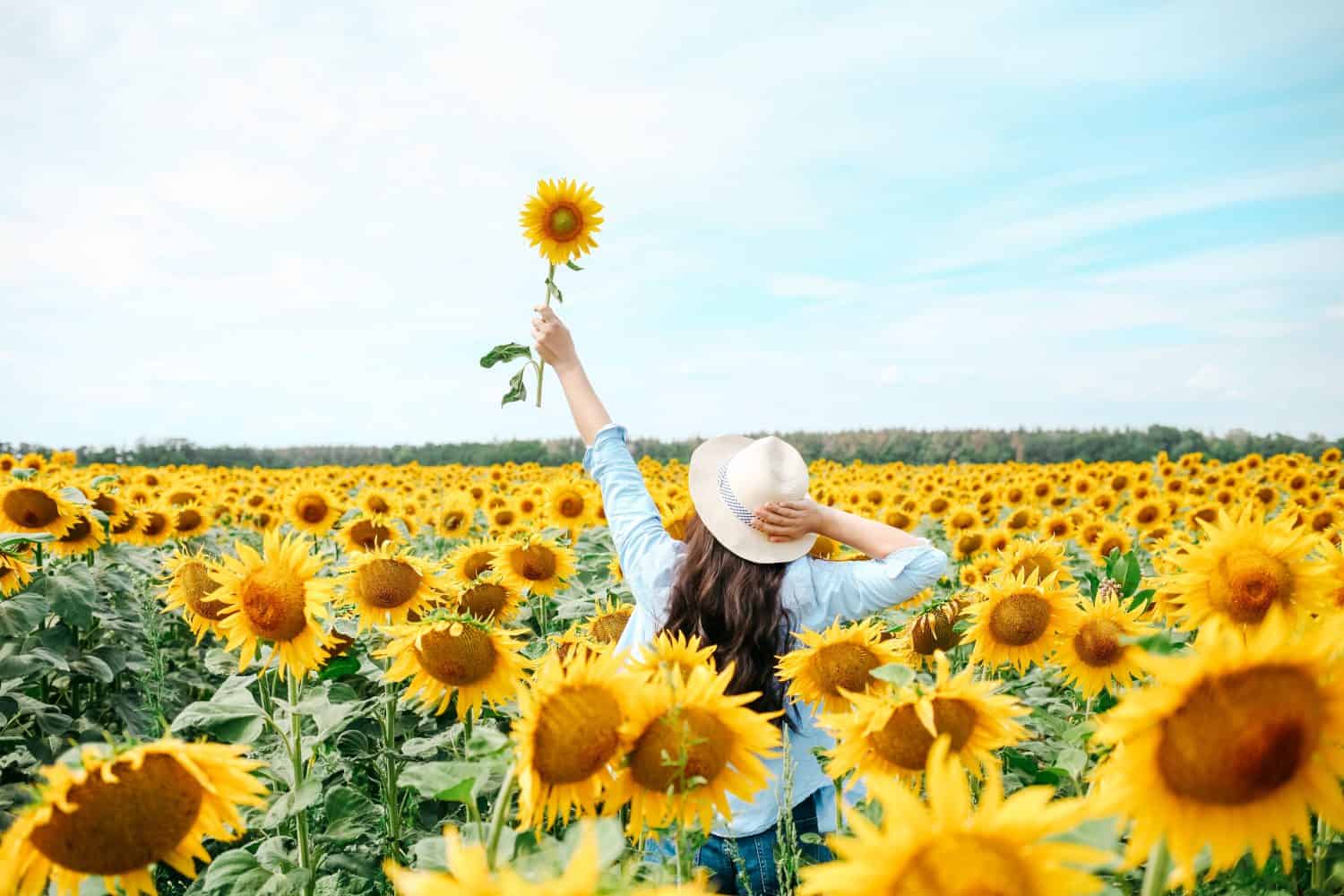 Donna nel campo di girasoli.  Estate.  Giovane bella donna in piedi nel campo di girasoli.