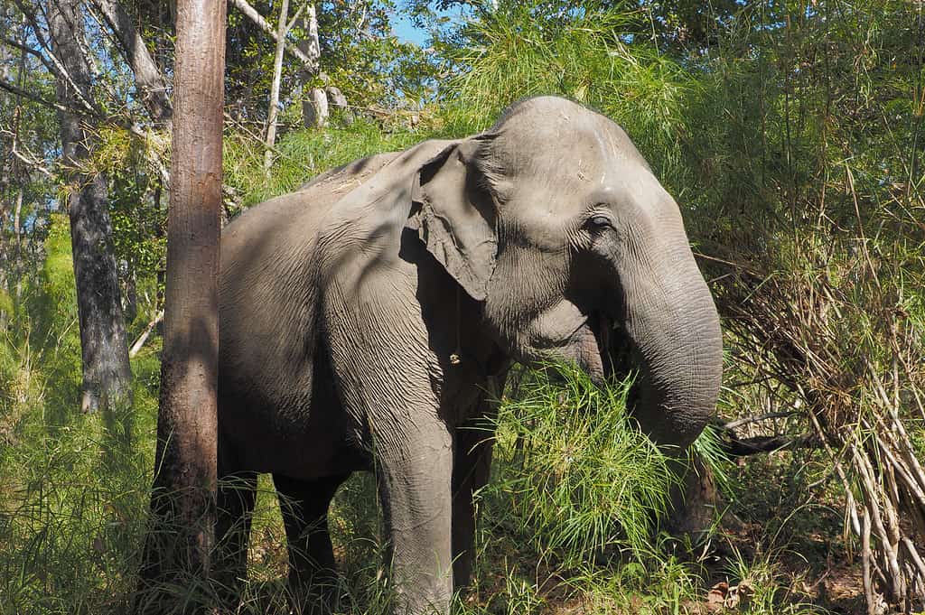 Elefante asiatico femminile selvaggio nel parco nazionale di Yok Don, Vietnam