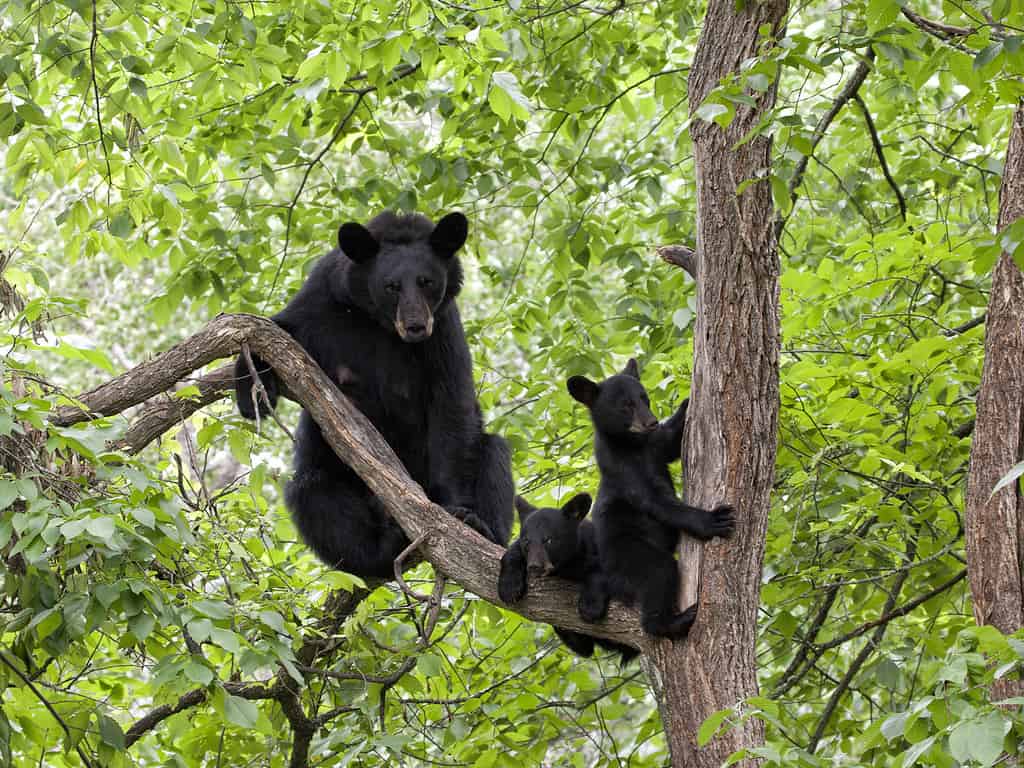 Mamma orsa e due cuccioli su un albero