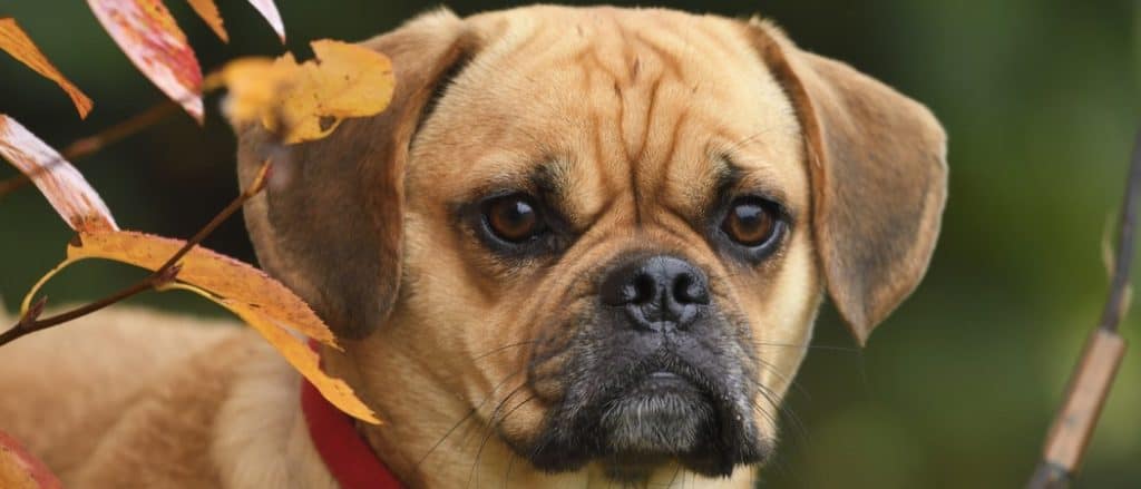 Puggle cane sotto un albero in autunno